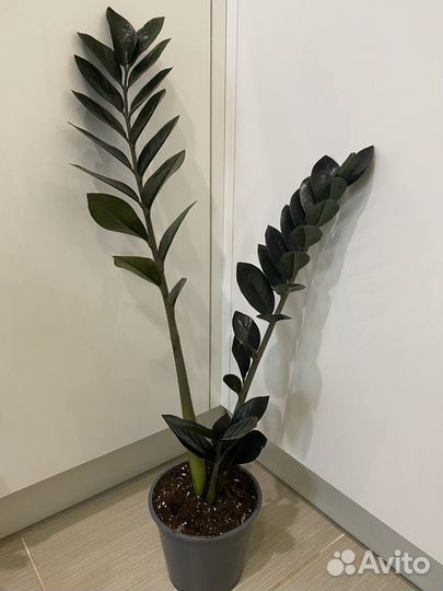 Замиокулькас Зензи, Замифолия. Нолина