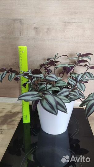 Традесканция зебрина