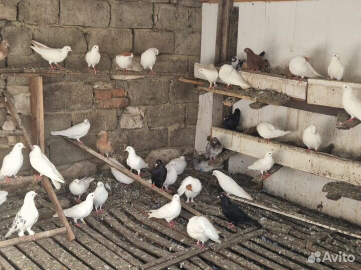 Продажа голубей