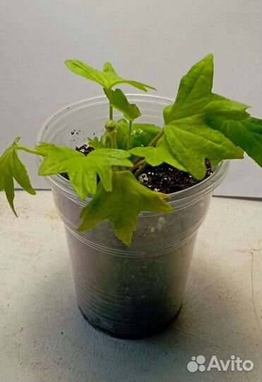 Kitbridge, Лотта Лумберг стеллары пеларгония мини