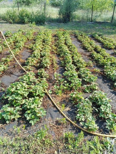 Участок 6 сот. (СНТ, ДНП)