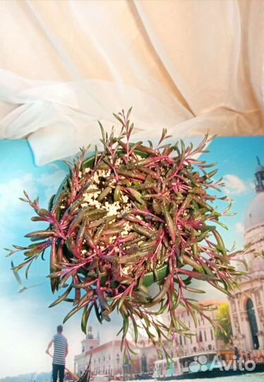 Оттона красивый суккулент