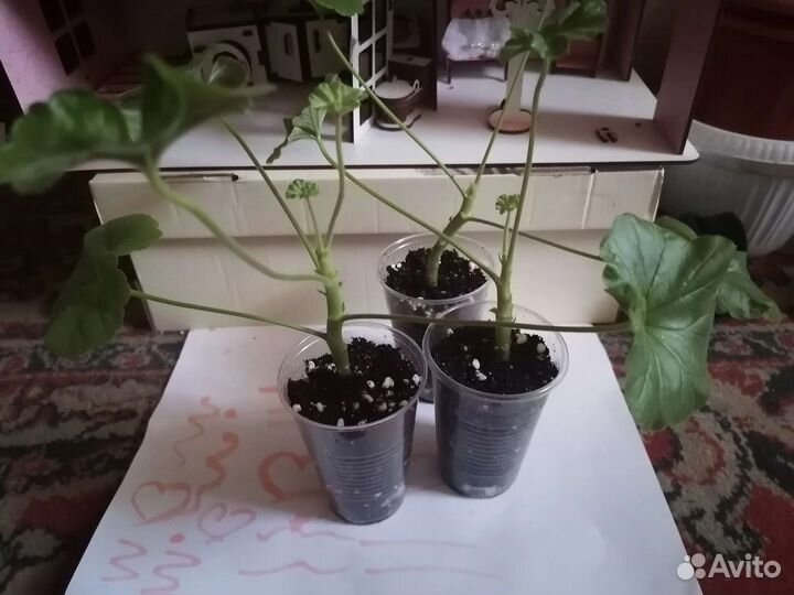 Пеларгония