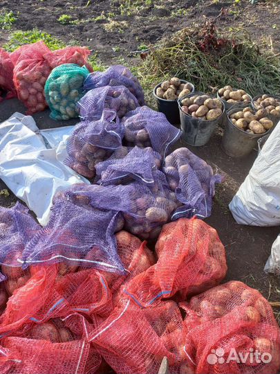 Продам картофель