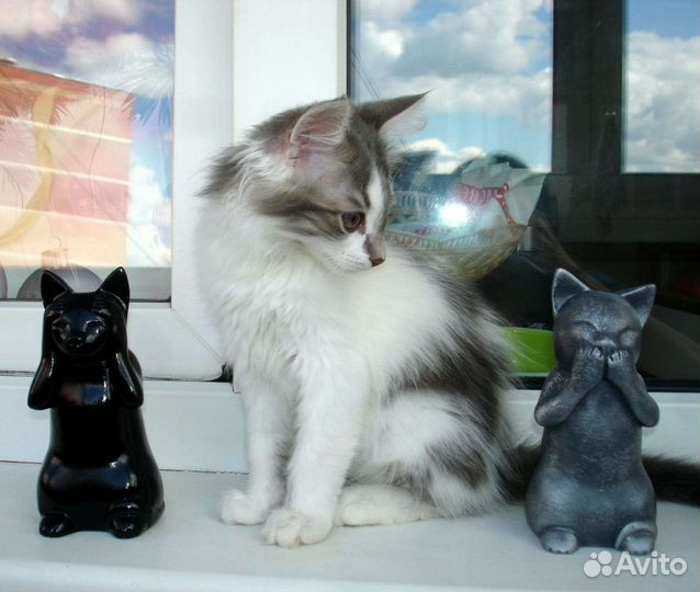 Пушистый светлый котенок девочка в добрые руки