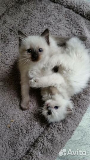 Тайский котенок девочка