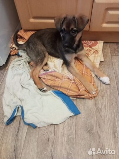 Щенок в добрые руки бесплатно