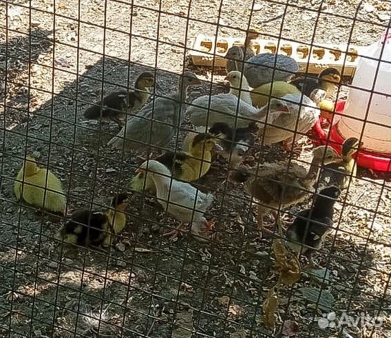 Цыплята двухнедельные