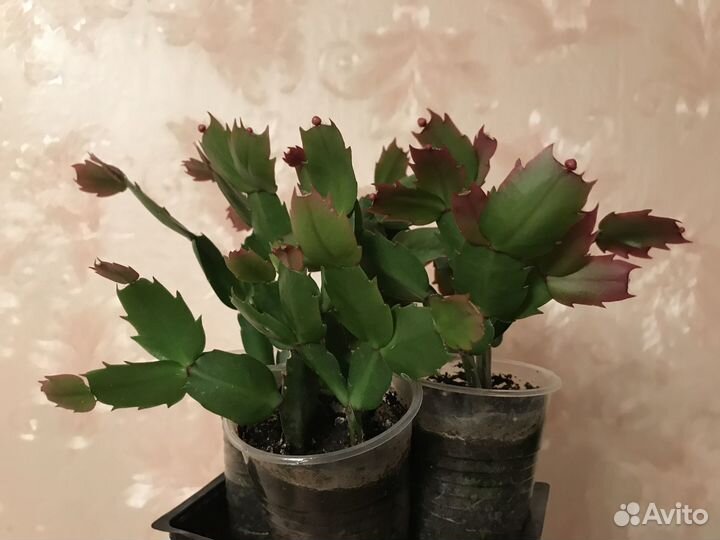 Шлюмбергер красный (молодые растения)