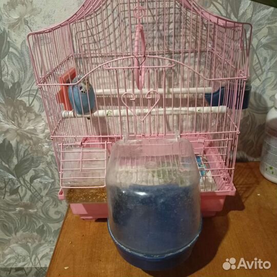 Попугай с клеткой