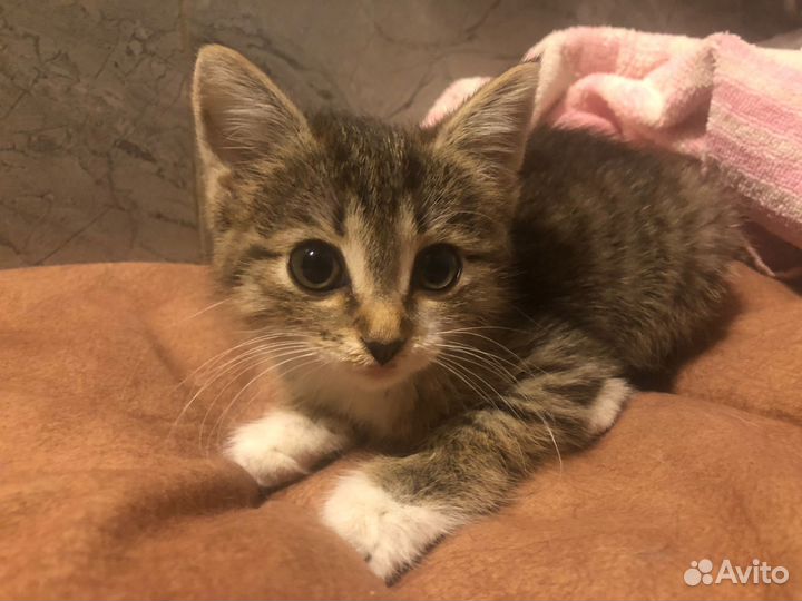 Малышка ищет дом