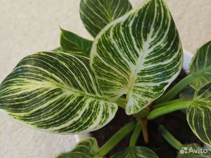 Филодендрон биркин