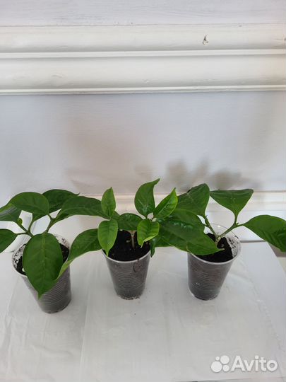 Табернемонтана