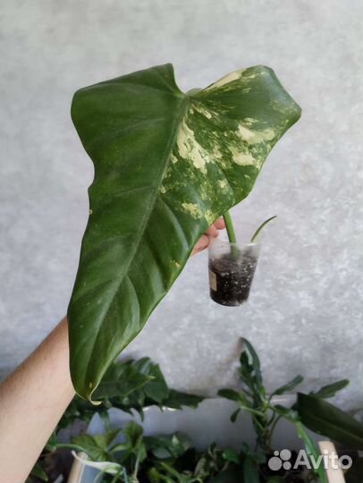 Комнатные растения