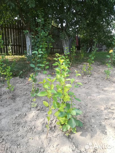 Саженцы садовой черешни