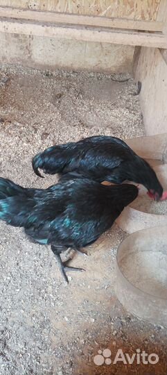 Петухи Билефельдер- криль / Австролорп