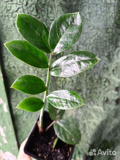 Замиокулькас