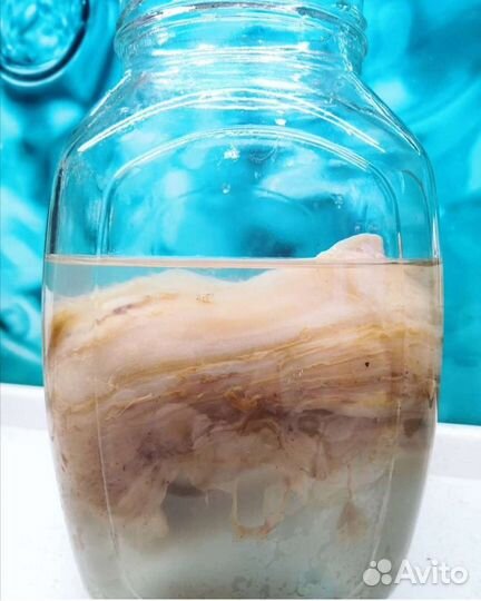 Улитки ахатины, тараканы, чайный гриб