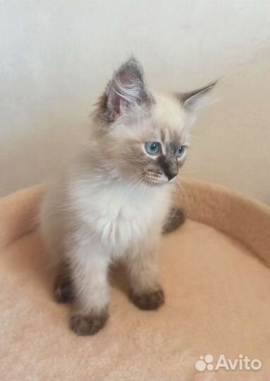 Невские маскарадные котята