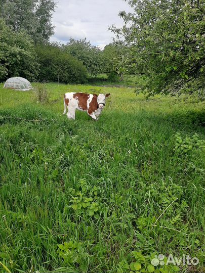 Теленок (телочка)