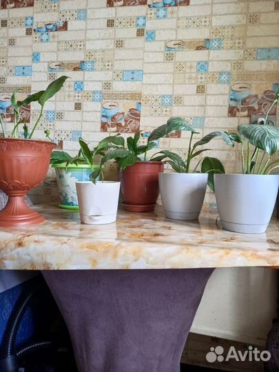 Комнатные растения цветы большие