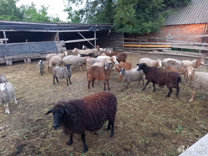 Овцы бараны ягнята