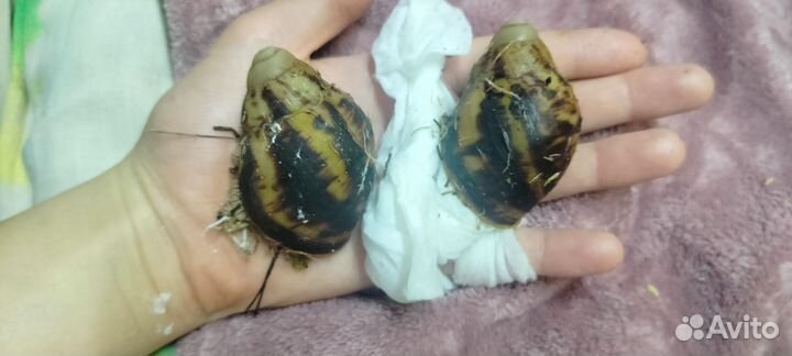 Улитки ахатины