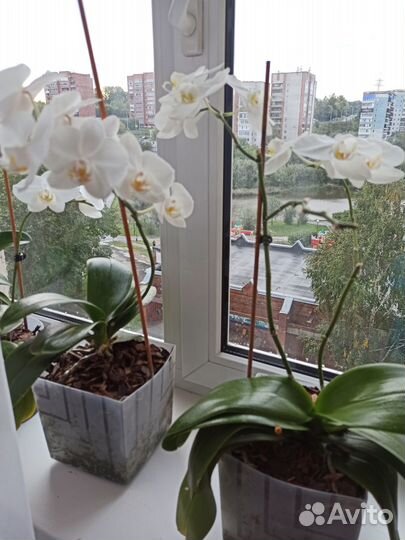 Продам орхидею