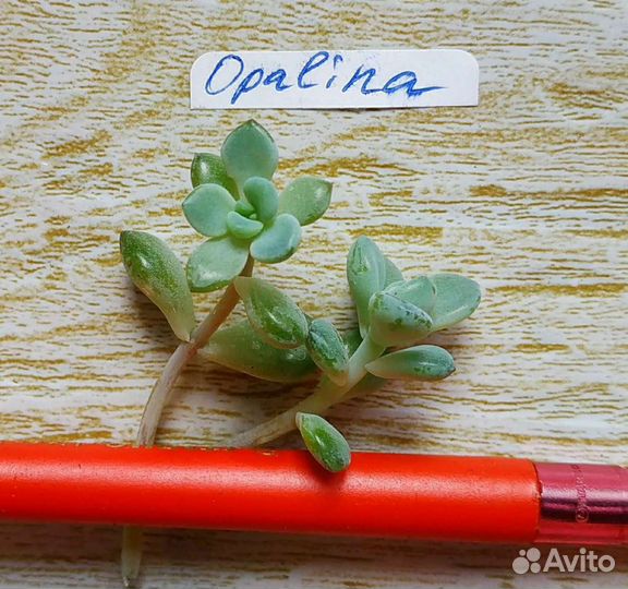 Суккуленты- эхеверии и граптоверии