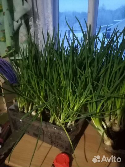 Выращивание зелёного лука В домашних условиях