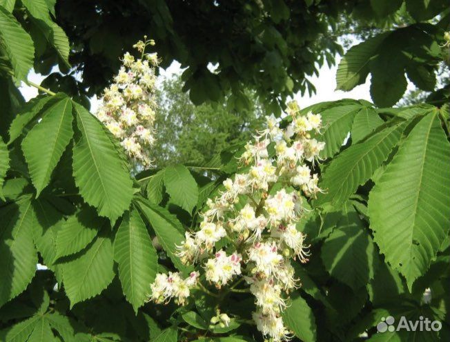 Каштан конский