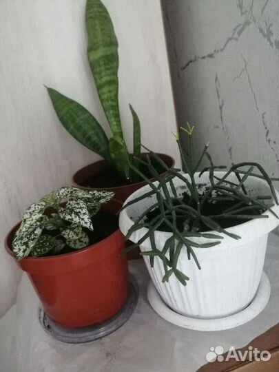 Сенсевиерия, хатиора набором