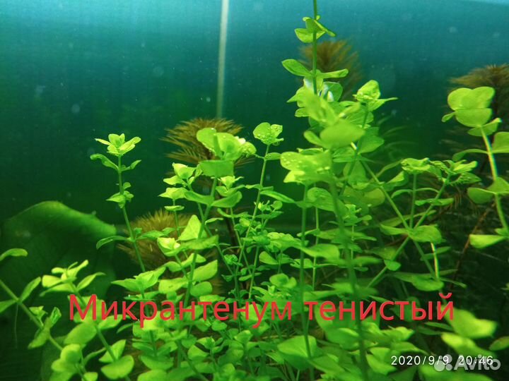 Растения аквариумные