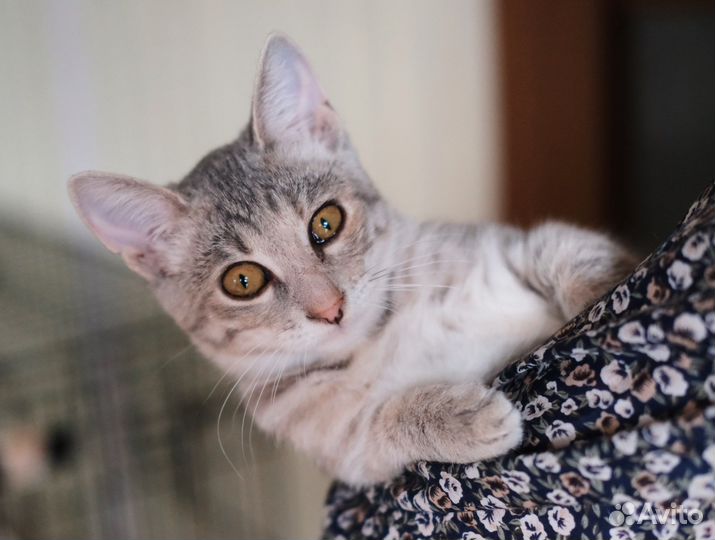 Котята в добрые руки бесплатно