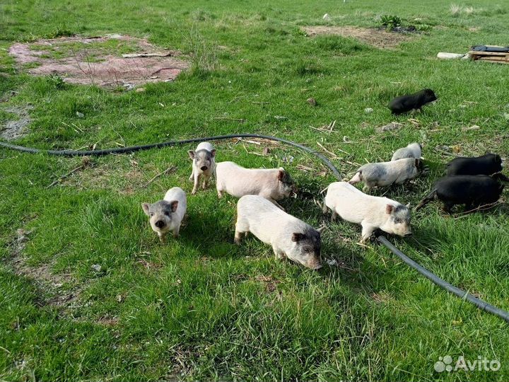 Вьетнамский вислобрюхий поросенок