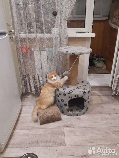 Сибирская кошка