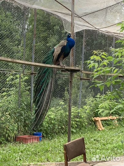 Индийский павлин