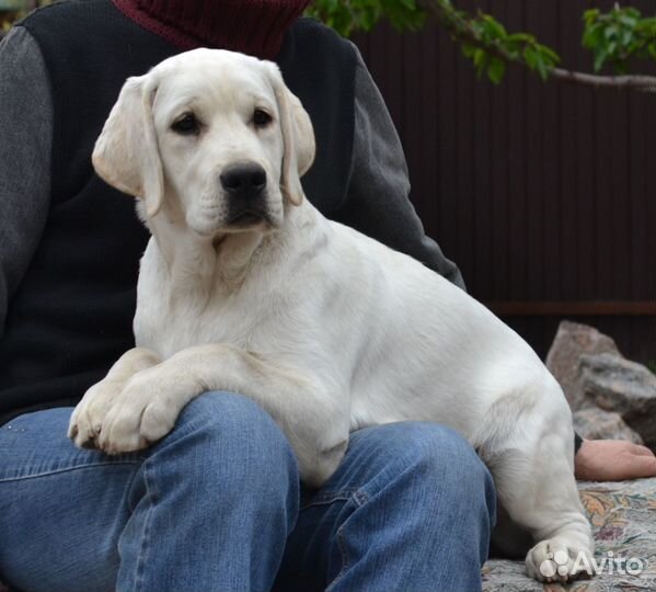 Щенки лабрадора