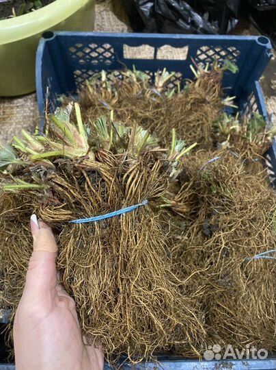 Фриго Априка