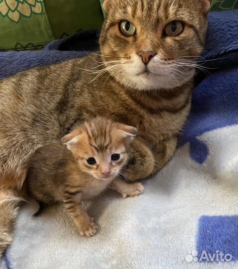 Котенок девочка от кошки мышеловки