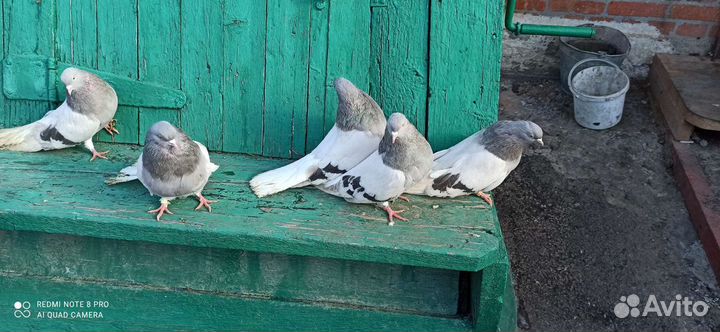 Голуби кофейные белохвостые