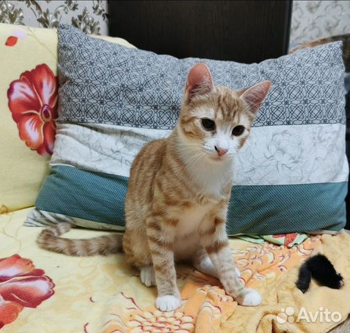 Кошечка и котики ищут Дом объявление продам