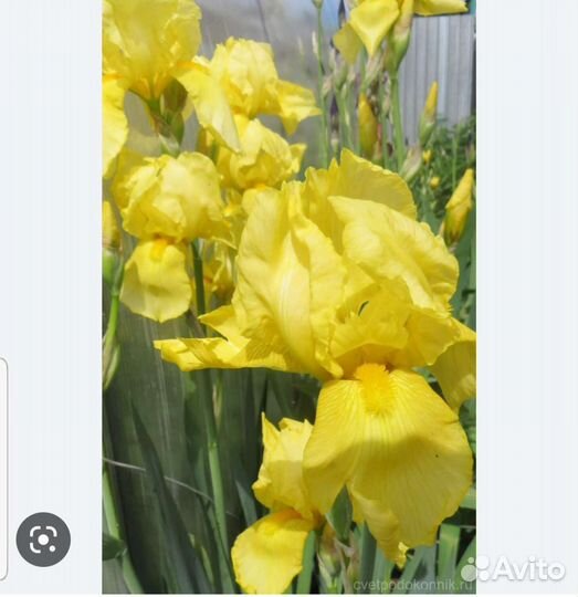 Ирисы оптом