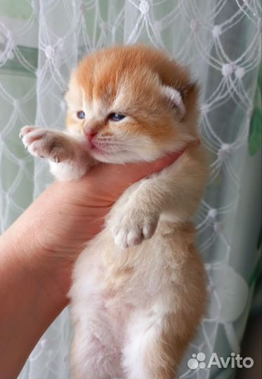 Котята золотая шиншилла