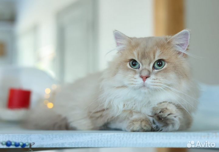 Британская шиншилла Лилак cy 11