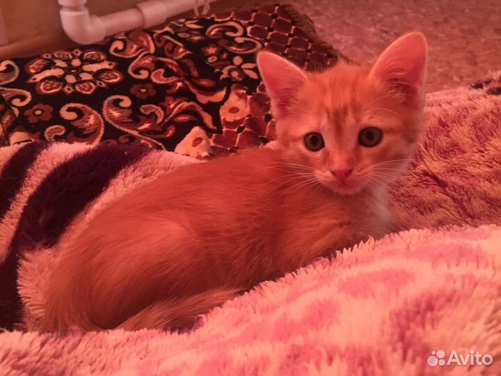 Котята в добрые руки даром