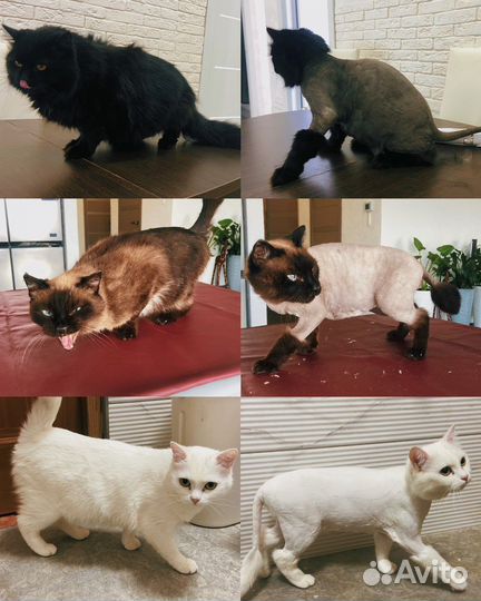 Грумер стрижка кошек на дом