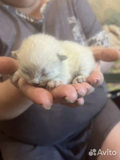 Котята в добрые руки даром