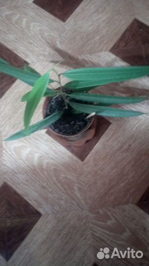 Комнатные цветы