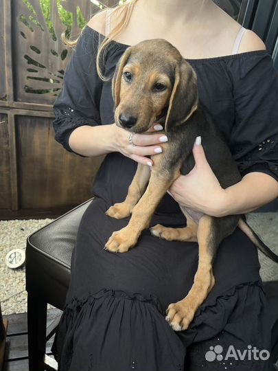 Щенок девочка в добрые руки